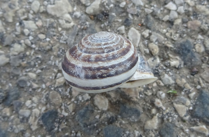 Massylaea vermiculata - Helicidae